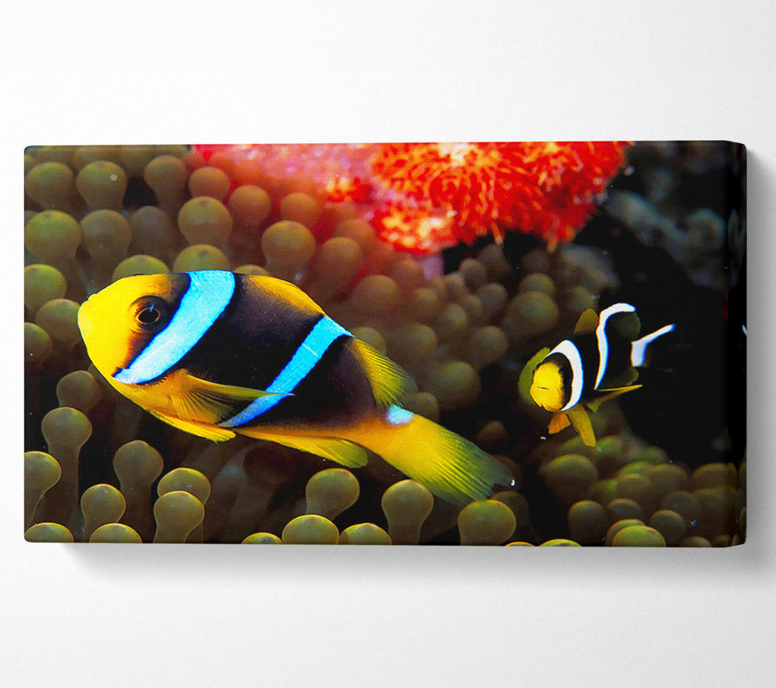  A Canvas Print of Neon Clown Fish Canvas Wall Art