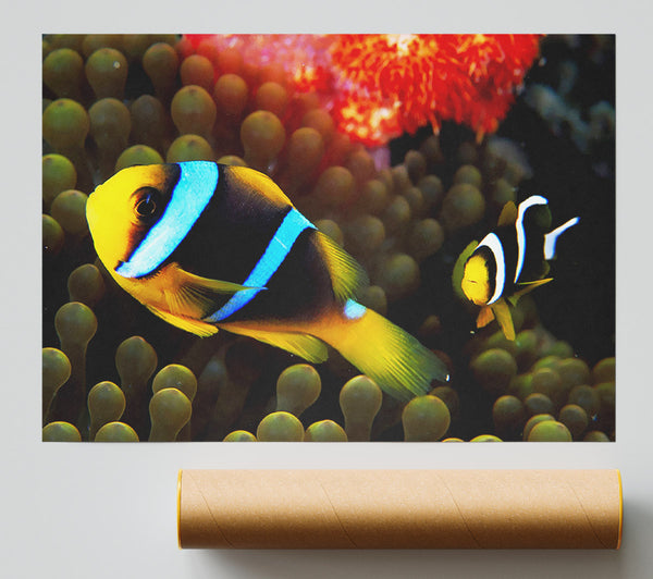 Neon Clown Fish Print