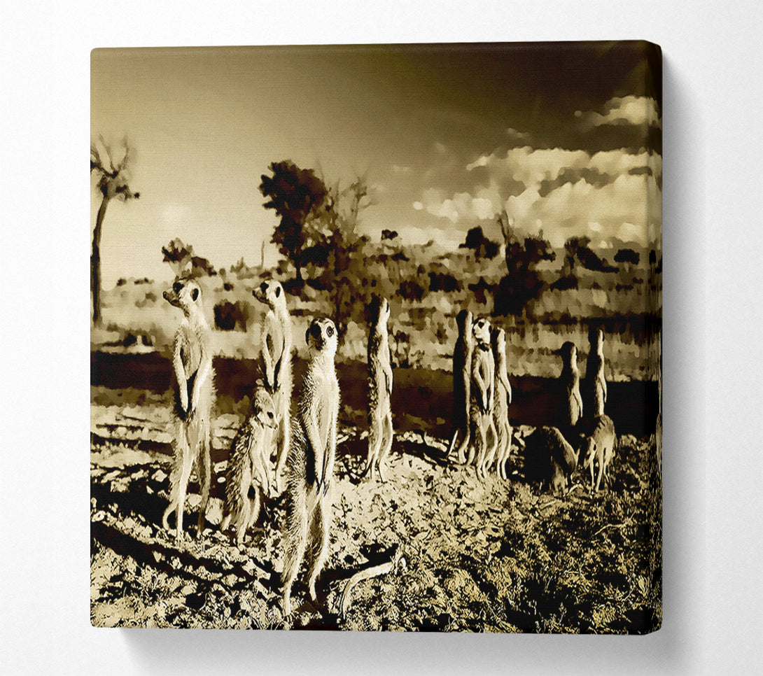  A Canvas Print of Noisy Meerkats Canvas Print