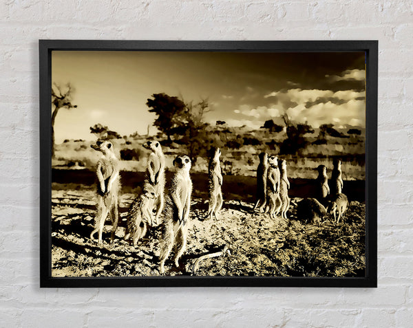 Noisy Meerkats Framed Print