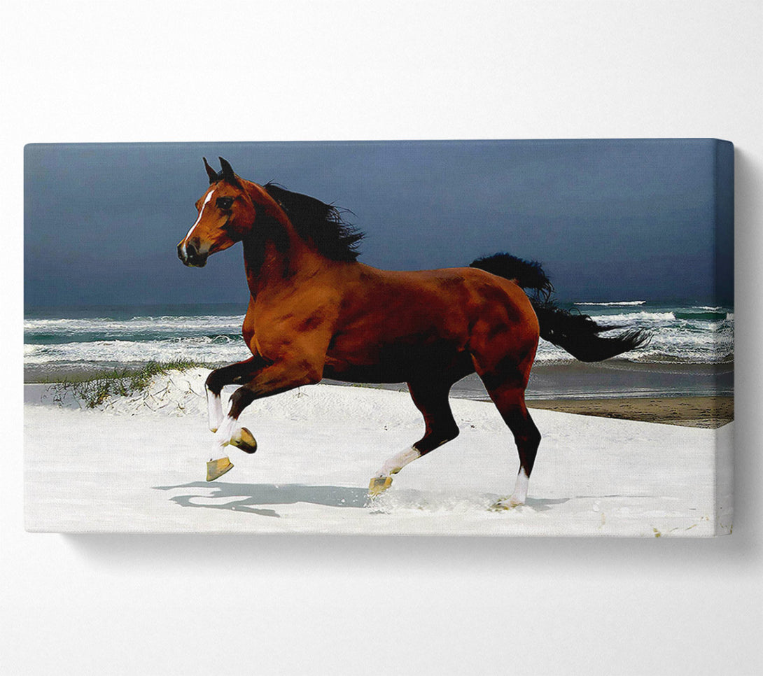  A Canvas Print of Ocean Horse Beauty Canvas Art