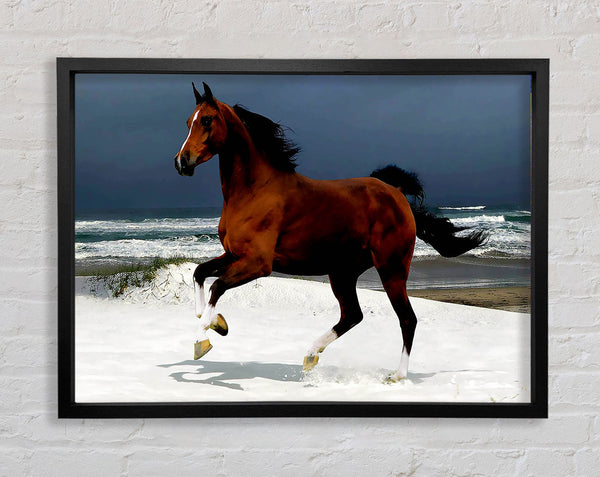 Ocean Horse Beauty Framed Print