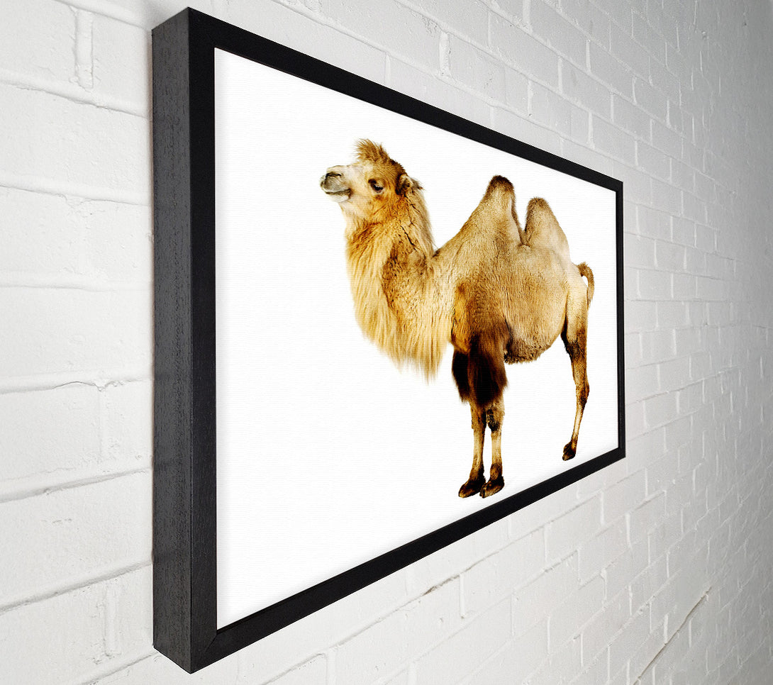  A Canvas Print of One Hump Or Two Canvas Print