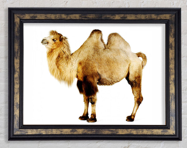 One Hump Or Two Framed Print
