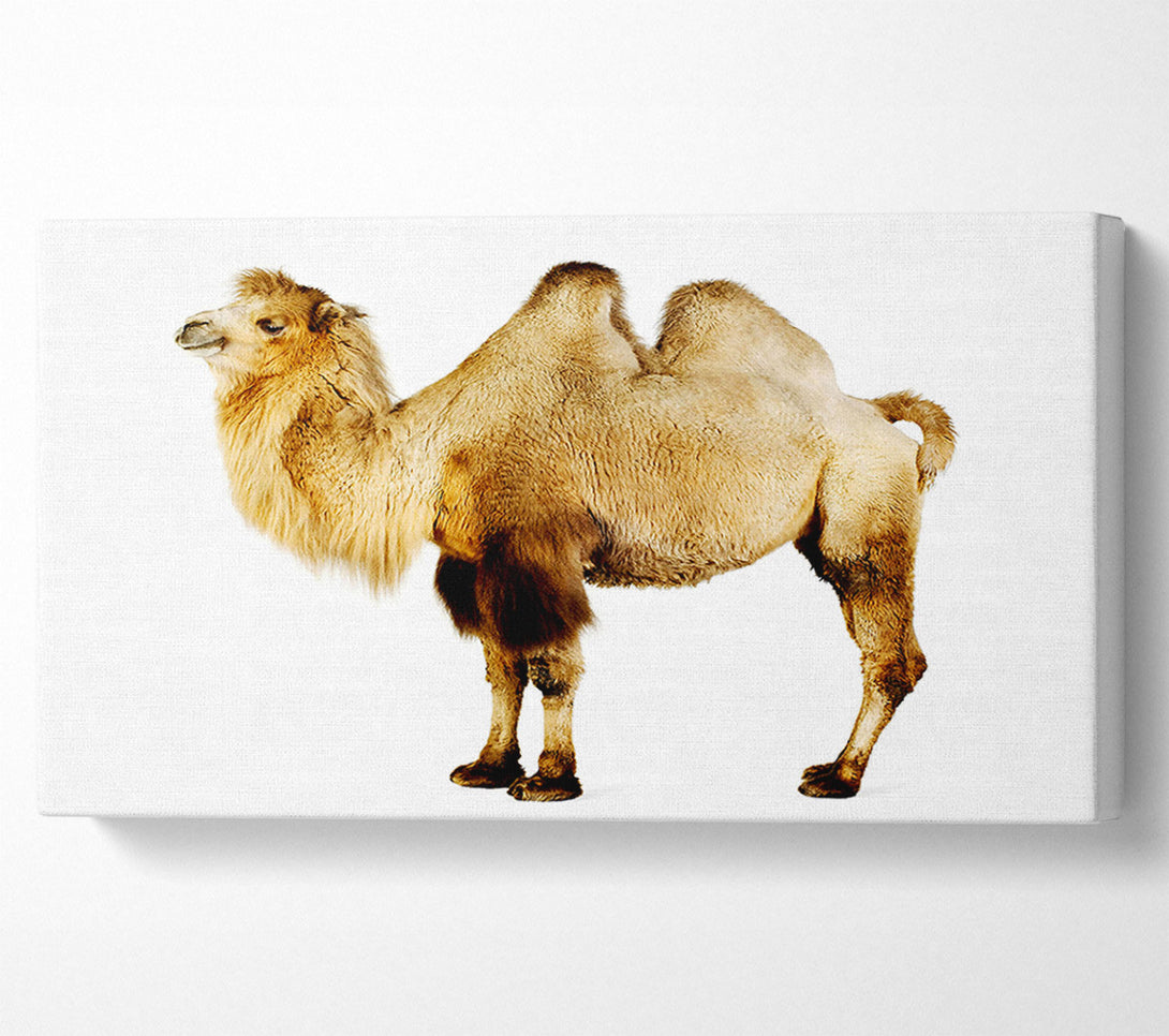  A Canvas Print of One Hump Or Two Canvas Print