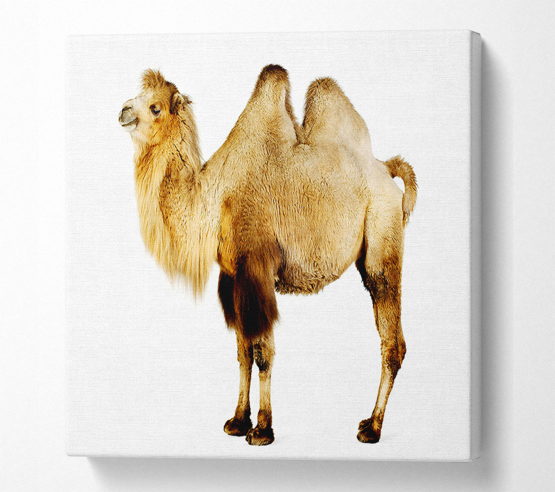  A Canvas Print of One Hump Or Two Canvas Print