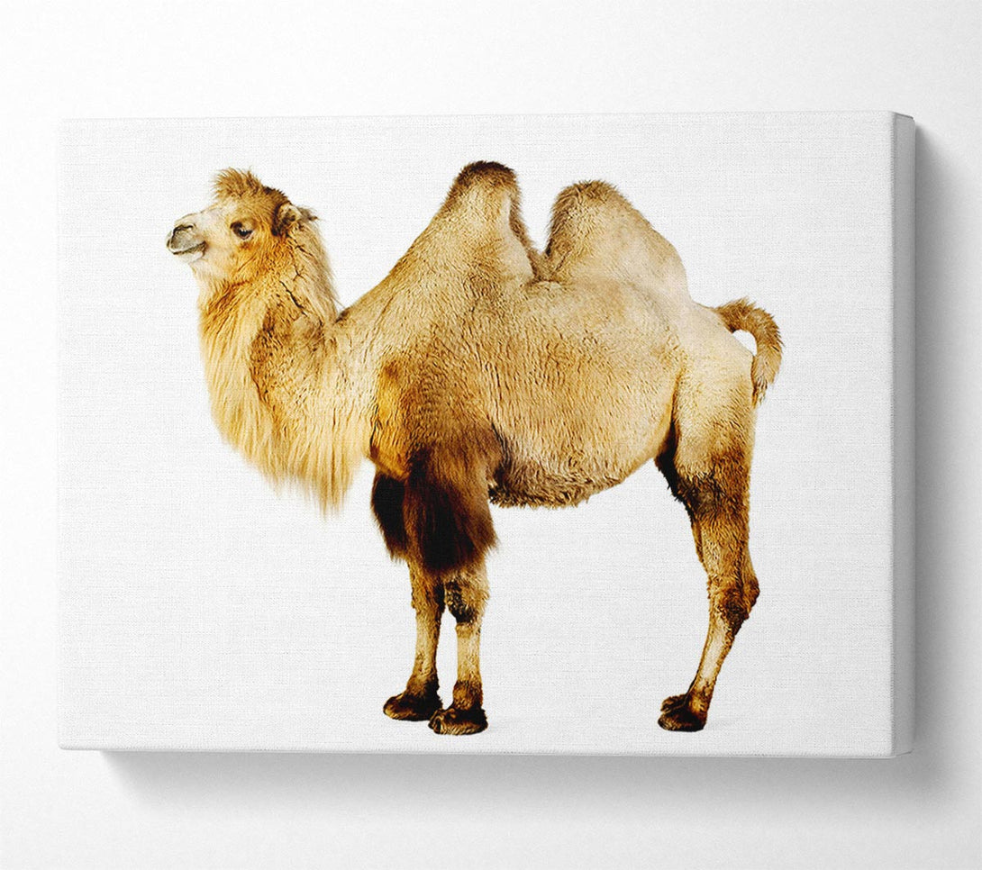  A Canvas Print of One Hump Or Two Canvas Print