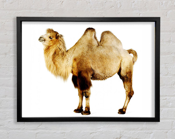 One Hump Or Two Framed Print