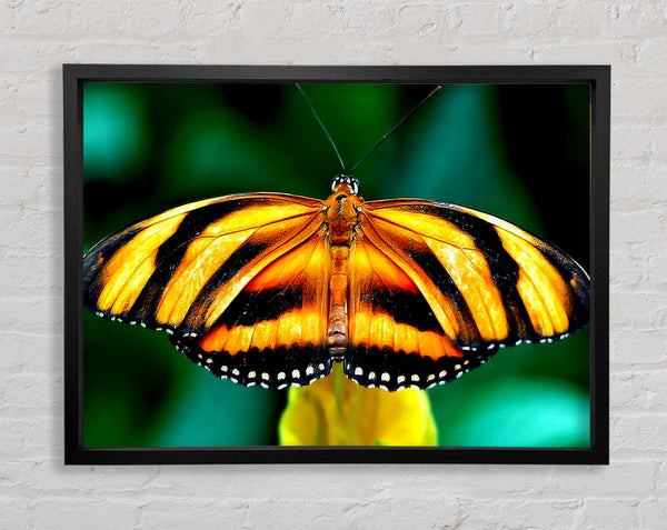 Orange And Black Butterfly Framed Print