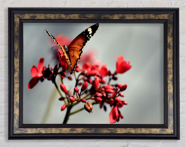 Orange Butterfly On Flower Framed Print