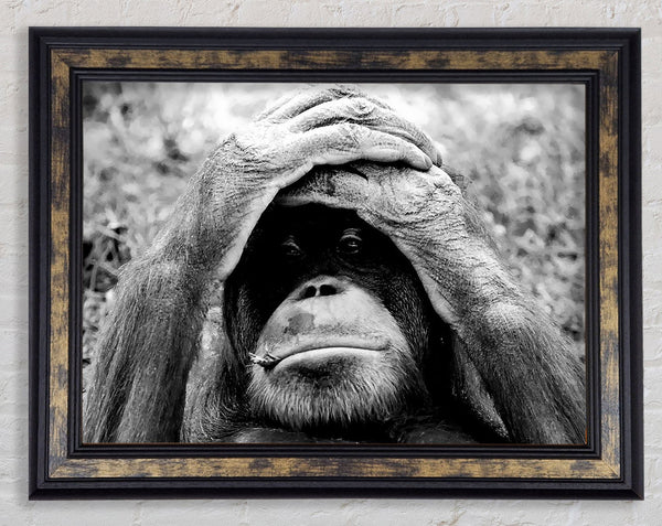 Orangutan Mishap Framed Print