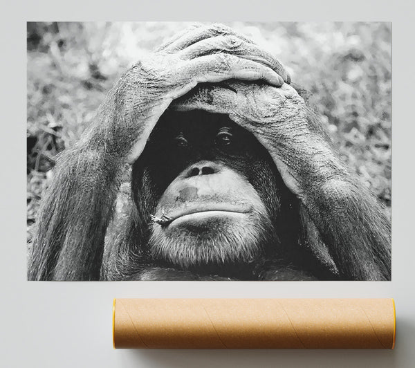 Orangutan Mishap Print