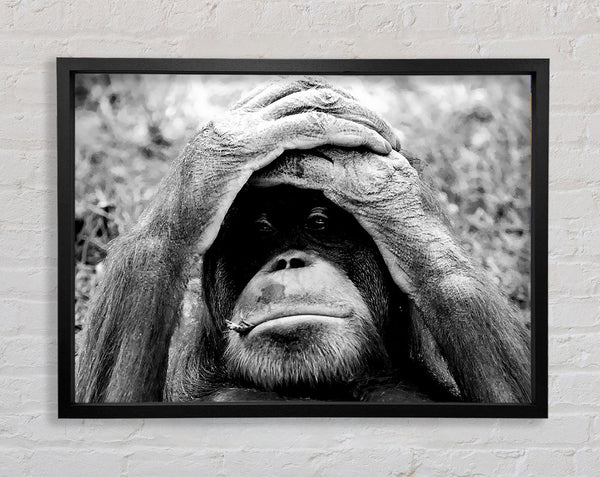 Orangutan Mishap Framed Print