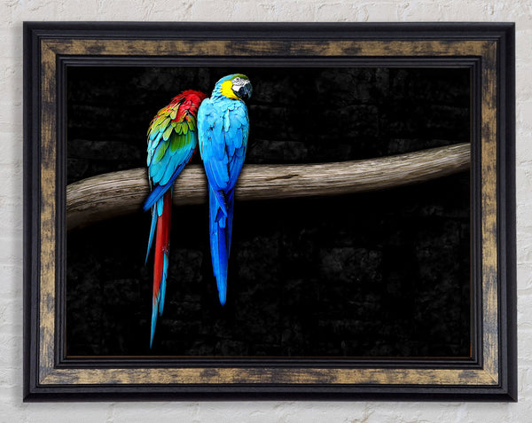Pair Of Parrots Framed Print