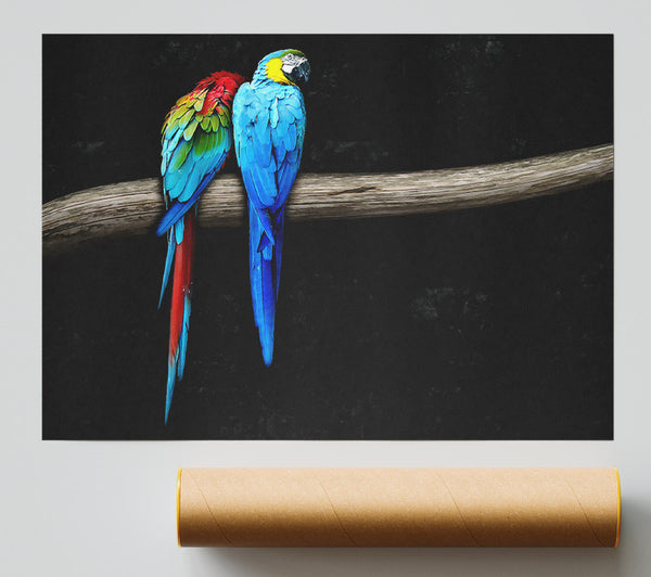 Pair Of Parrots Poster