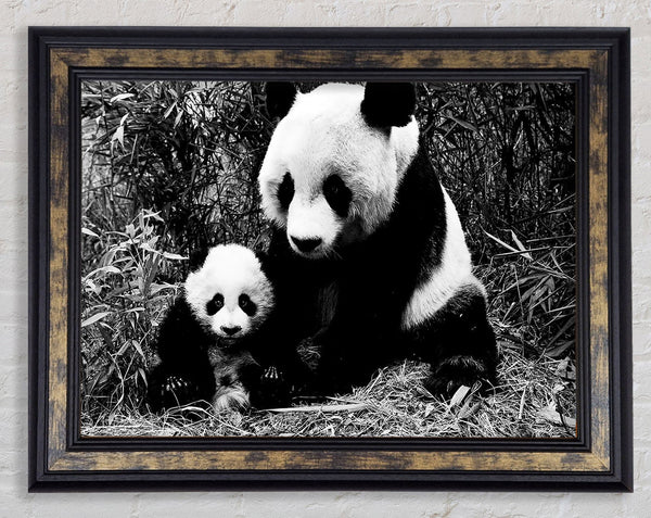 Panda Mother And Baby Framed Print