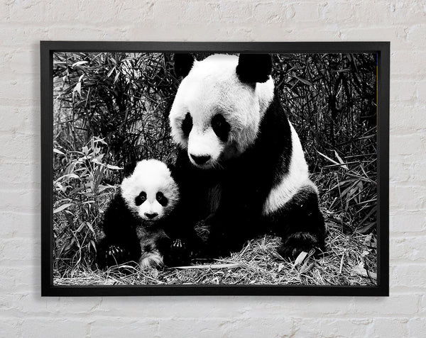 Panda Mother And Baby Framed Print