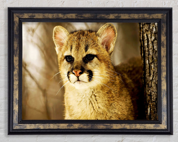 Panther In The Woodland Framed Print