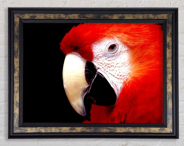 Parrot High Resolution Framed Print