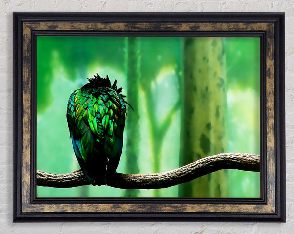 Parrot Perch Framed Print