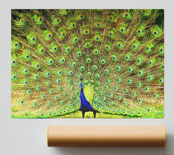 Peacock Paradise Giclee Print
