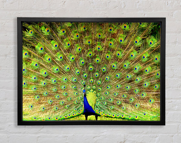 Peacock Paradise Framed Print