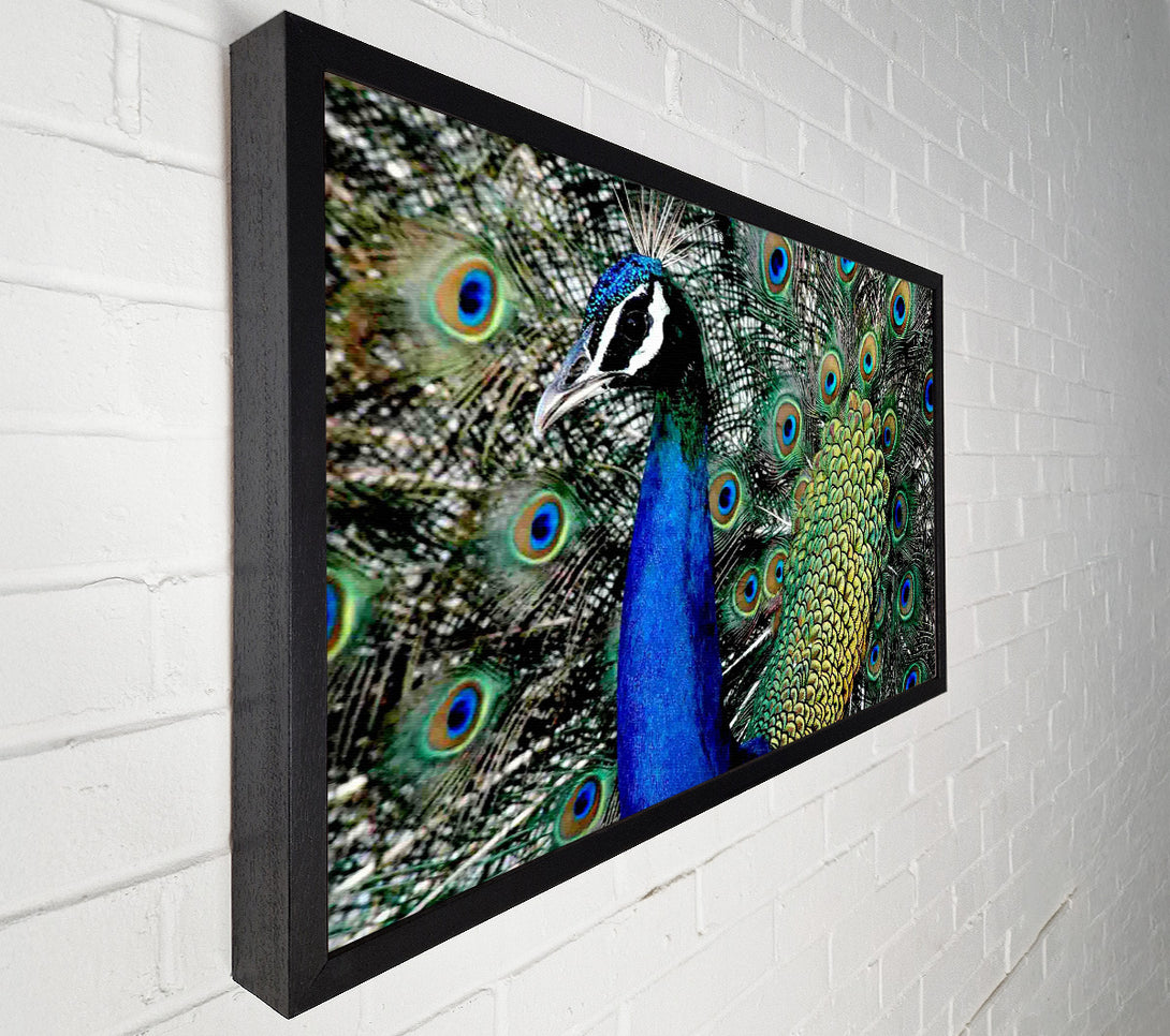  A Canvas Print of Peacock Stare Canvas Print