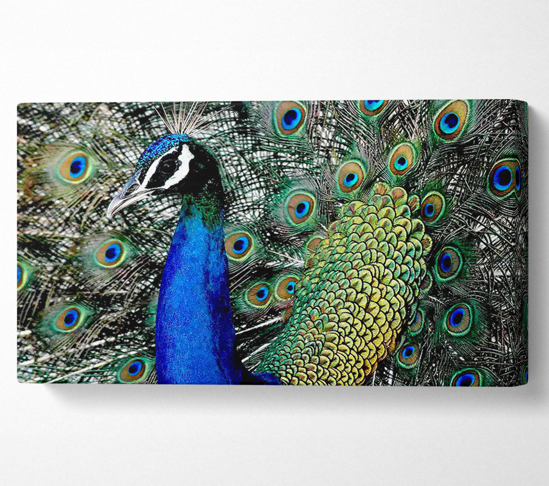  A Canvas Print of Peacock Stare Canvas Print