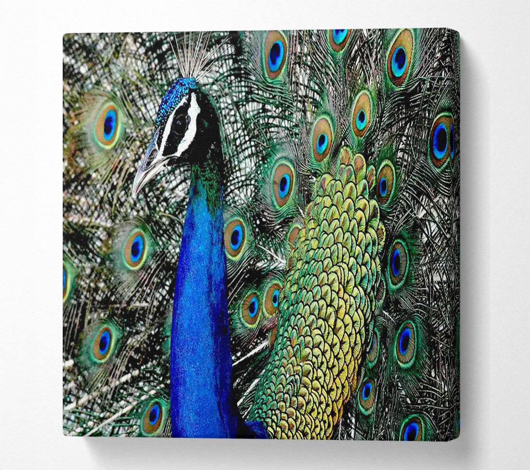  A Canvas Print of Peacock Stare Canvas Print