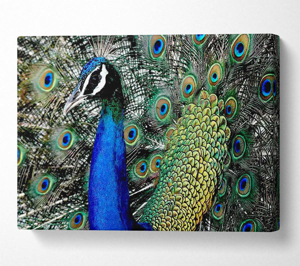  A Canvas Print of Peacock Stare Canvas Print