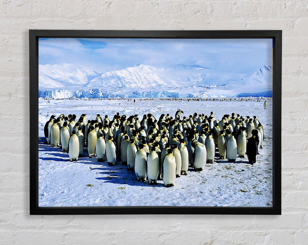 Penguin Cuddle Framed Print