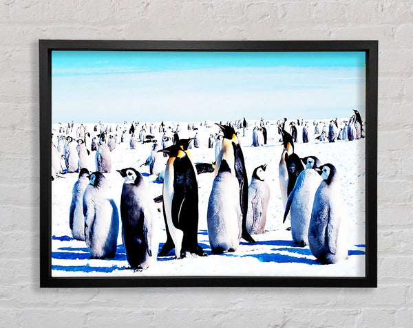Penguin Meeting Place Framed Print