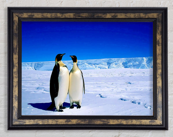 Penguin Stroll Framed Print