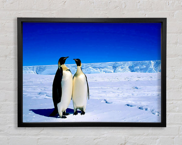 Penguin Stroll Framed Print