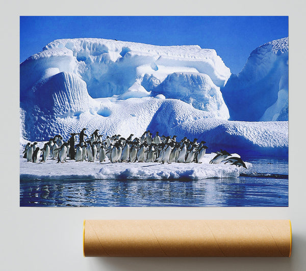 Penguins First Dive Print