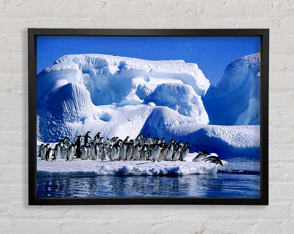 Penguins First Dive Framed Print