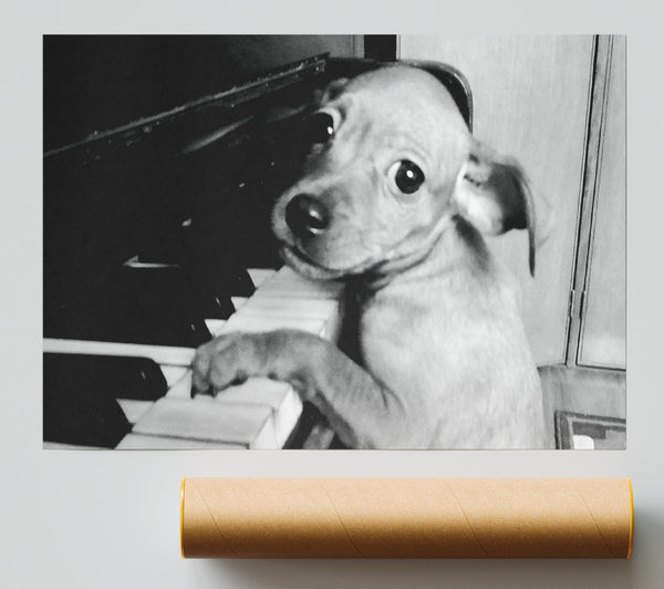 Piano Pup Poster