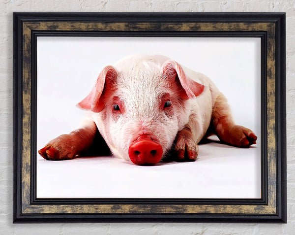 Pig Portrait Framed Print