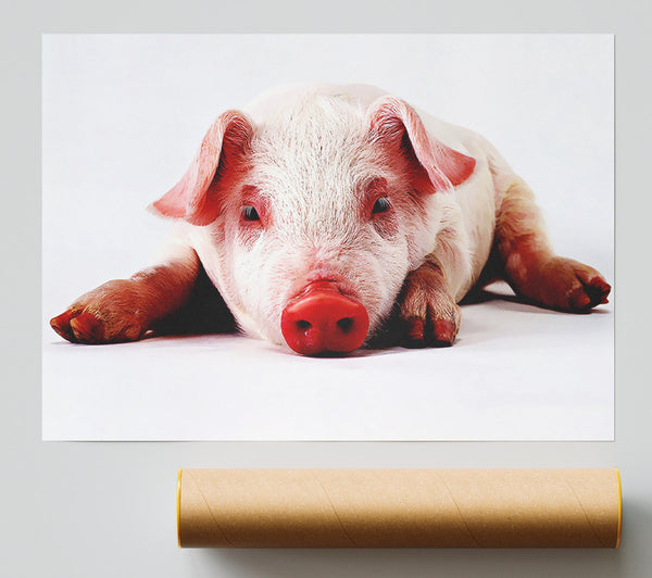Pig Portrait Giclee Print