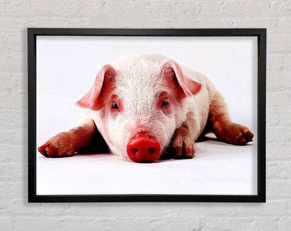 Pig Portrait Framed Print