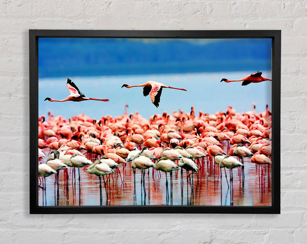 Pink Flamingos In Flight Framed Print