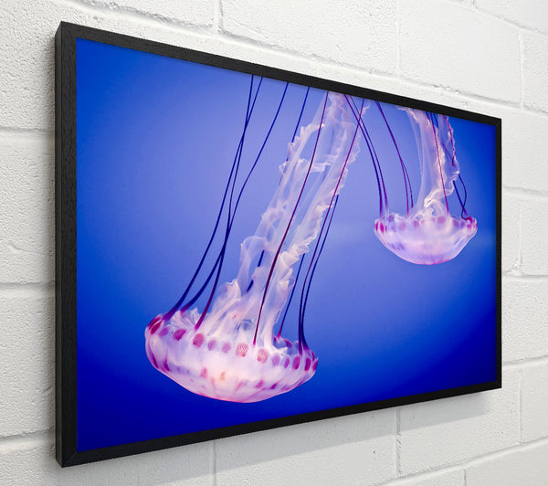 Pink Jellyfish