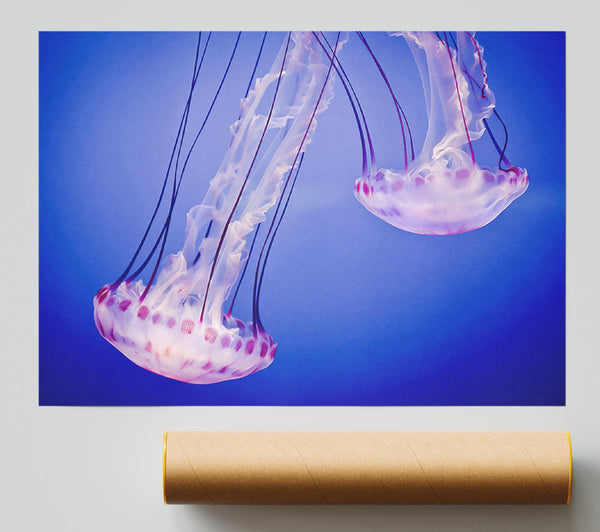 Pink Jellyfish Poster