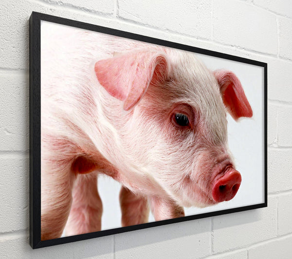 Pink Pig
