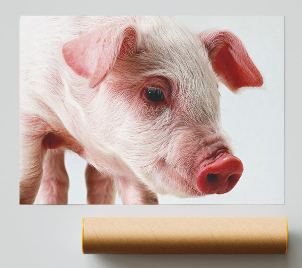 Pink Pig Giclee Print