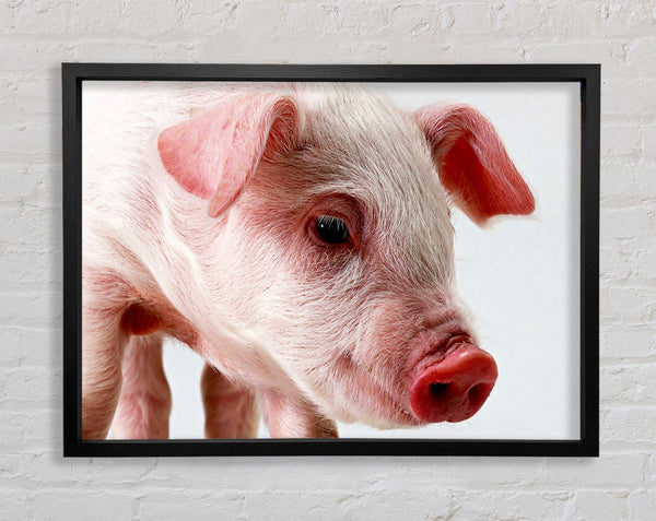 Pink Pig Framed Print
