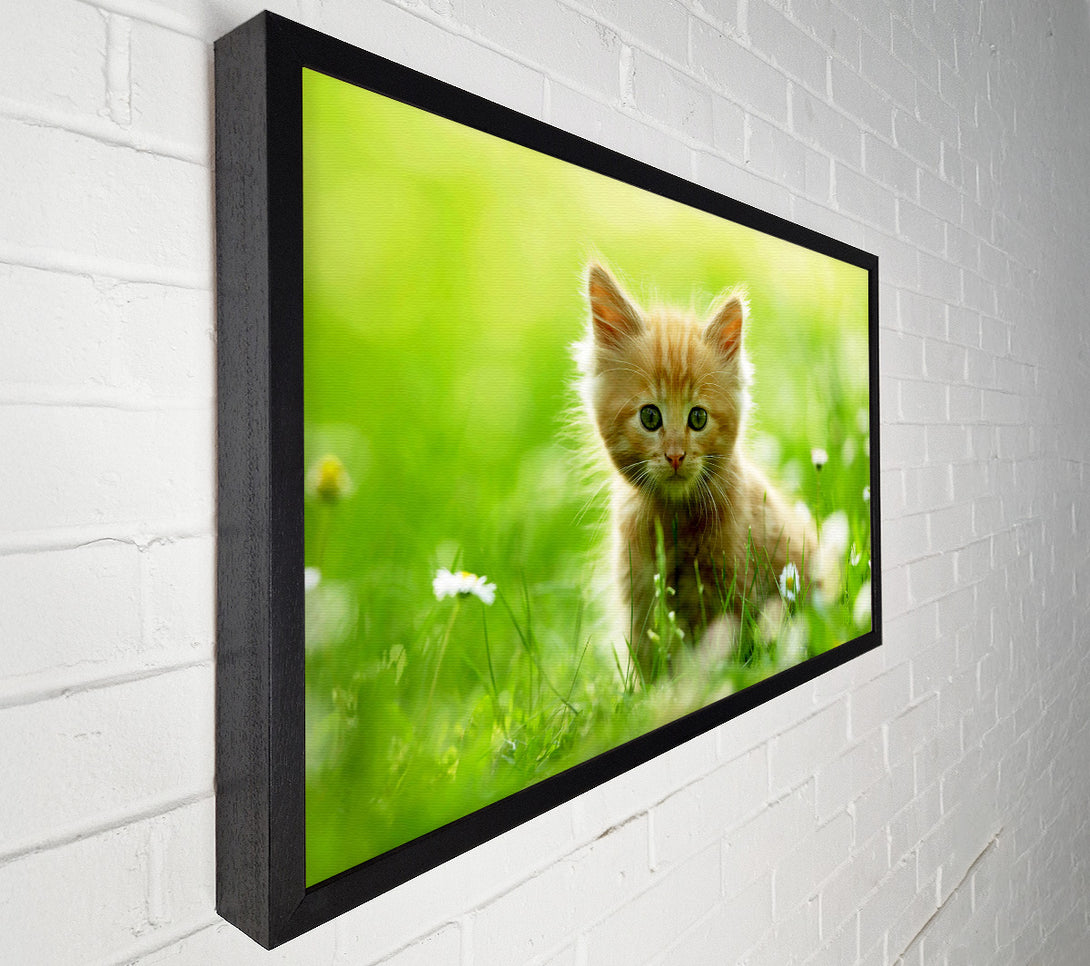  A Canvas Print of Playful Kitten Canvas Print