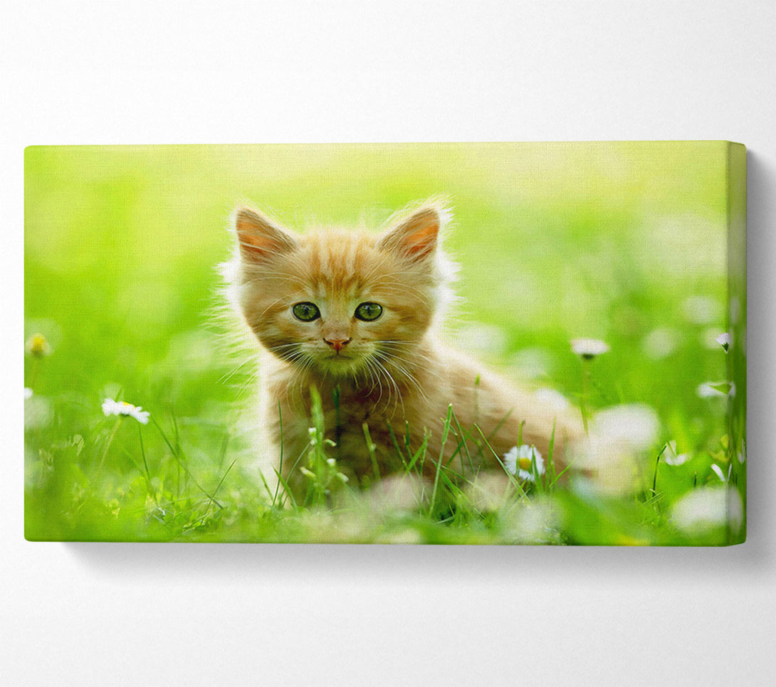  A Canvas Print of Playful Kitten Canvas Print