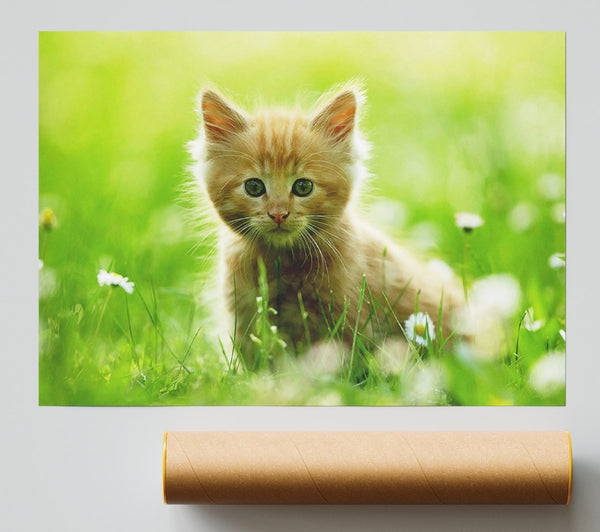 Playful Kitten Poster