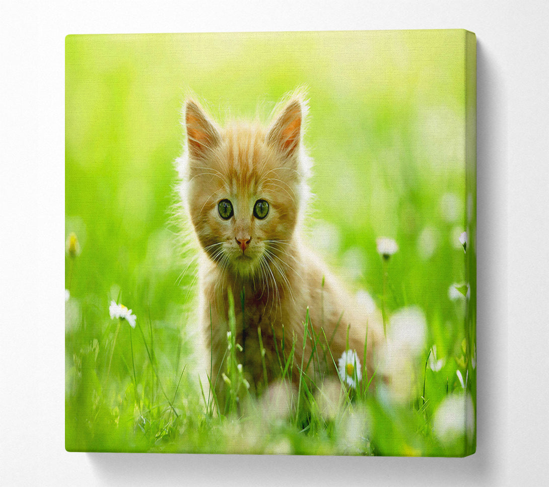  A Canvas Print of Playful Kitten Canvas Print
